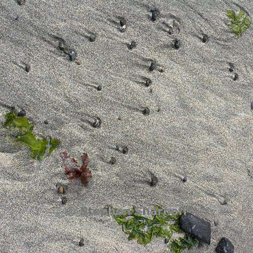 pebbles seaweed sand 1 graphic